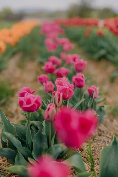 Pink Tulips Blooming on Field at Flower Plantation Farm in Netherlands — Stock Photo, Image