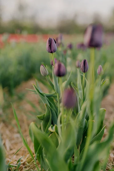 Tulipas violetas profundas florescendo no campo na fazenda Flower Plantation na Holanda — Fotografia de Stock