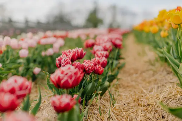 Krásné červené tulipány kvetoucí na poli zemědělství — Stock fotografie