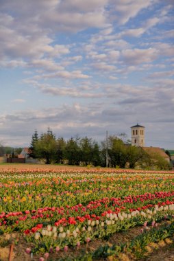 Hollanda 'da Tarlada Çiçek açan çeşitli lale Türleri