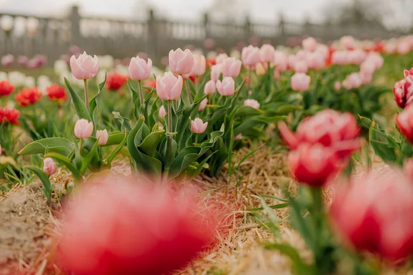 Żółte fioletowe i czerwone świeże tulipany kwitnące na polu na plantacji kwiatów Farm — Zdjęcie stockowe
