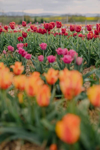 꽃 농장의 들판에서 피는 노란색 보라색 과붉은 색의 신선 한 튤립 — 스톡 사진