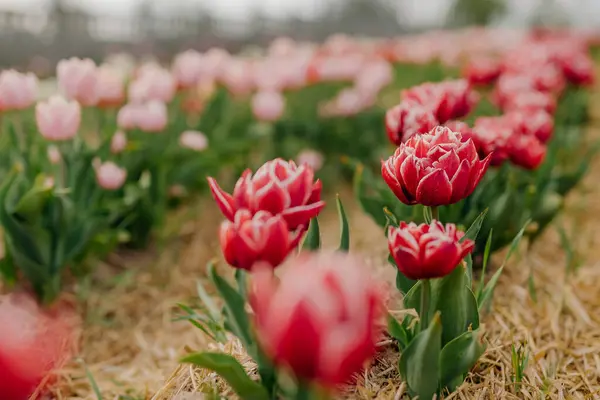 Piękne czerwone tulipany kwitnące na polu rolnictwa — Zdjęcie stockowe