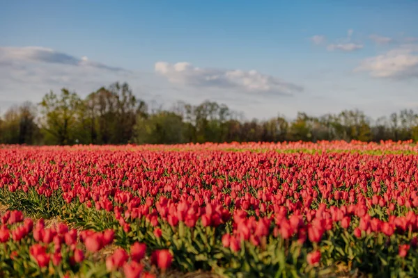 Krásné červené tulipány kvetoucí na poli zemědělství — Stock fotografie