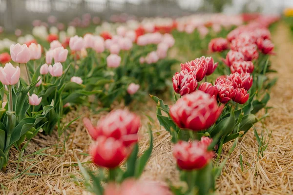 Piękne czerwone tulipany kwitnące na polu rolnictwa — Zdjęcie stockowe
