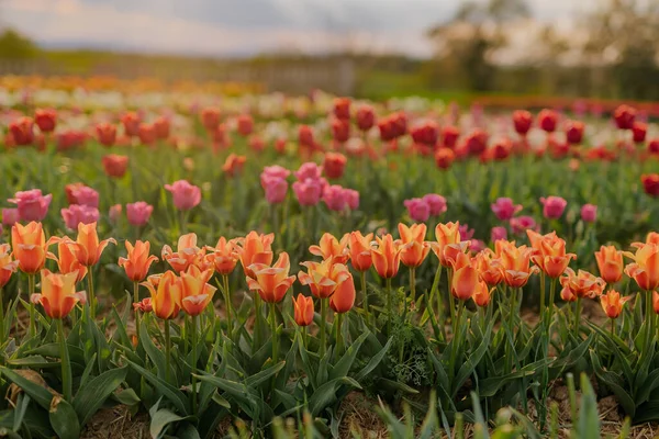 Žluté fialové a červené tulipány kvetoucí na poli na květinové plantáži v Nizozemsku — Stock fotografie