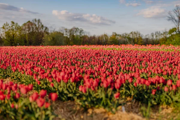 Krásné červené tulipány kvetoucí na poli zemědělství — Stock fotografie