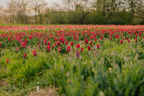 Belle floraison de tulipes rouges sur l'agriculture de champ — Photo