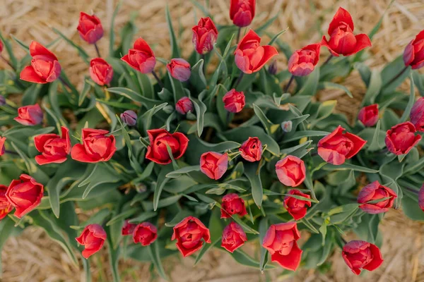 Hermosos tulipanes rojos floreciendo en la agricultura de campo — Foto de Stock