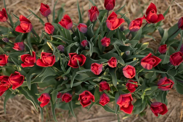 Tulipas vermelhas bonitas florescendo na agricultura de campo — Fotografia de Stock