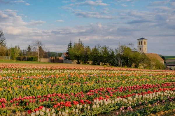 Різні види тюльпанів розквітають на ниві в Нідерландах — стокове фото