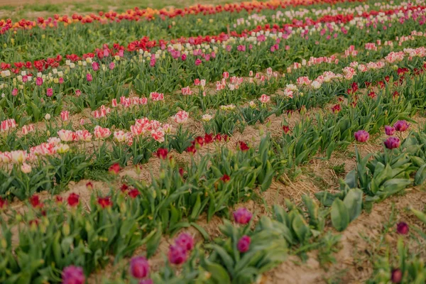 Krásné červené tulipány kvetoucí na poli zemědělství — Stock fotografie