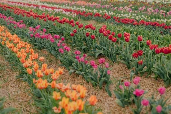 Tulipani freschi gialli viola e rossi che sbocciano sul campo presso la Flower plantation Farm — Foto Stock