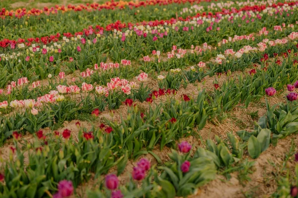 Krásné červené tulipány kvetoucí na poli zemědělství — Stock fotografie