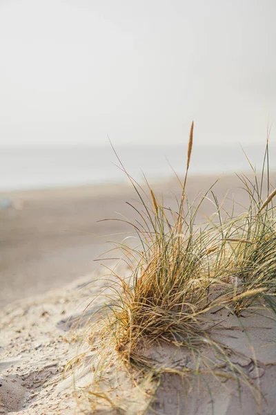 dunes with grass against ocean