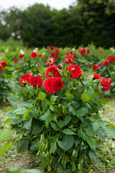 Červená dahlia květina v zahradě — Stock fotografie