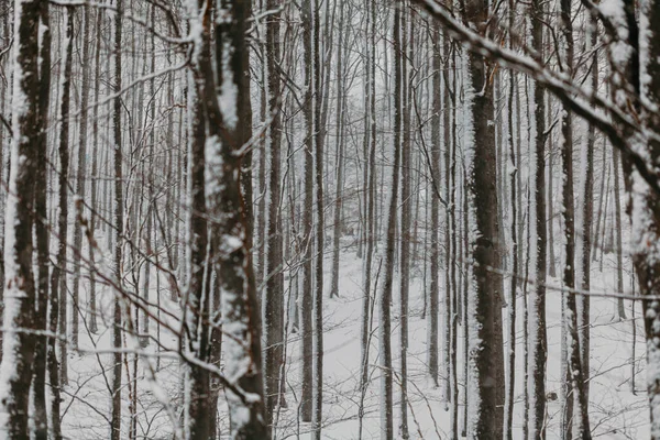 Лес во время снежной бури зимой — стоковое фото