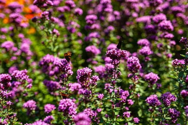 Κλείστε Violet Garden Λουλούδια — Φωτογραφία Αρχείου