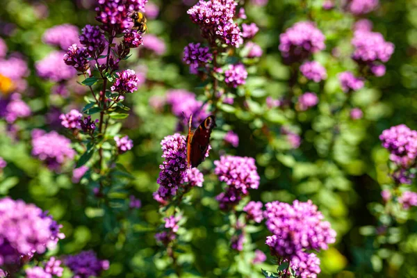 바이올렛 정원의 꽃을 클로즈업 — 스톡 사진