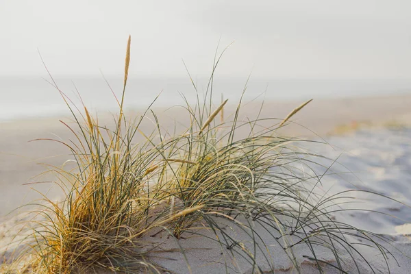 Dunes avec herbe contre l'océan Photos De Stock Libres De Droits