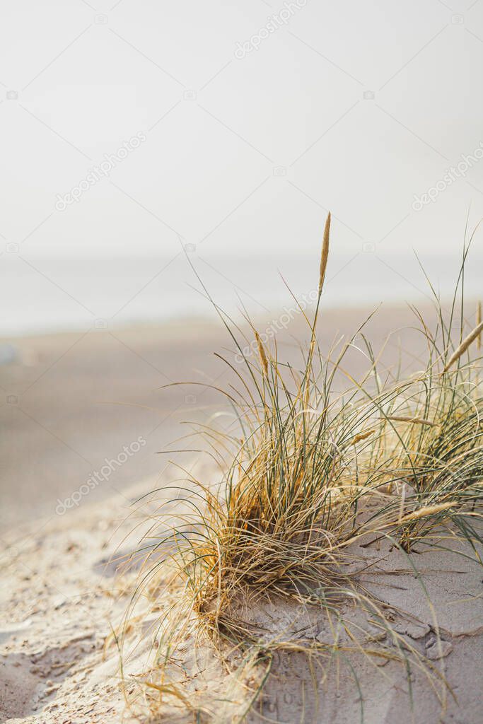 dunes with grass against ocean