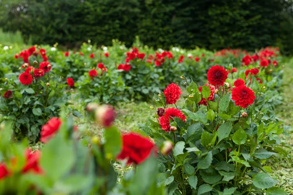 Červená dahlia květina v zahradě — Stock fotografie