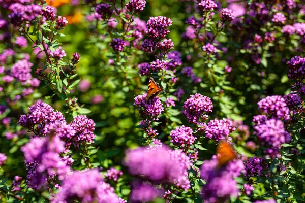 Zavřít fialové zahradní květiny — Stock fotografie