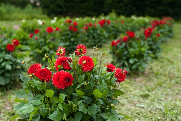 Bahçede kırmızı yıldız çiçeği