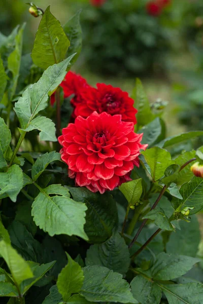 Flor vermelha de Dahlia no jardim — Fotografia de Stock