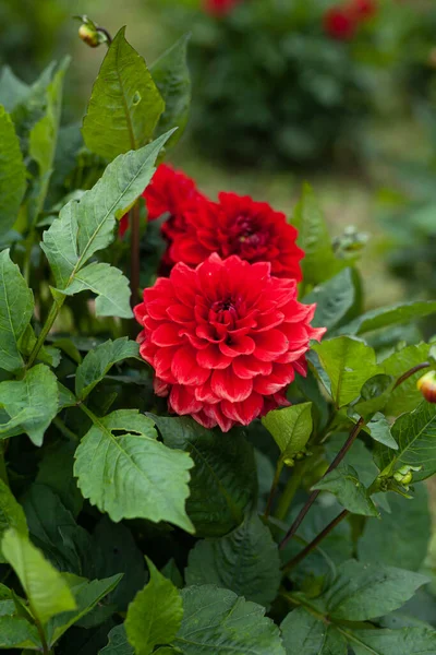 Flor vermelha de Dahlia no jardim — Fotografia de Stock