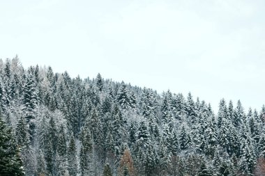 bulutlu bir günde dağların ve ormanların kış manzarası