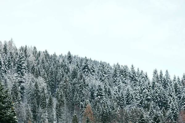 bulutlu bir günde dağların ve ormanların kış manzarası