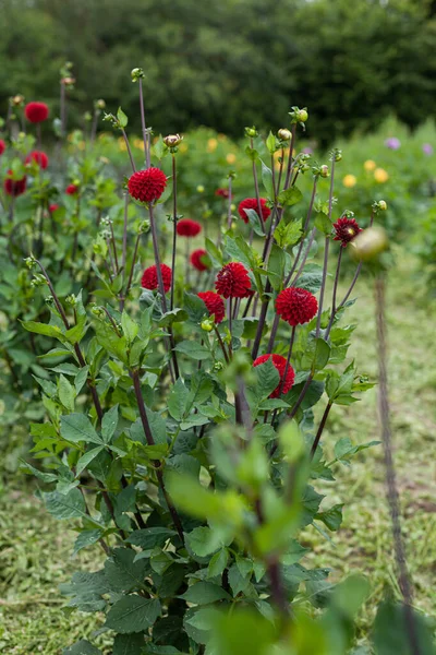 Dália vermelha flor no jardim — Fotografia de Stock