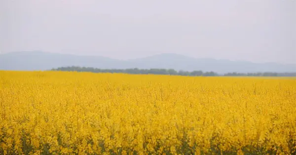 Blooming Rapeseed Flowers at Agriculture Field — Stock Photo, Image