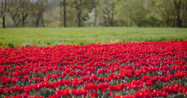 Kvetoucí červené tulipány na květinové farmě — Stock fotografie
