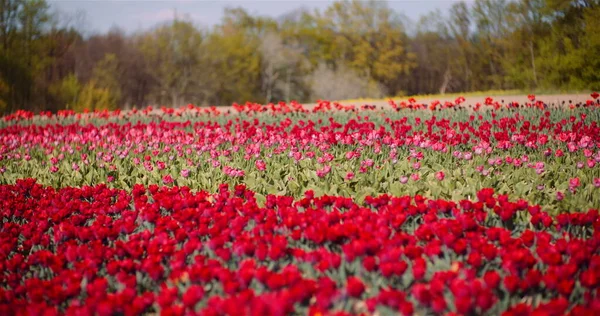 Kwitnące czerwone tulipany na plantacji kwiatów Farm — Zdjęcie stockowe