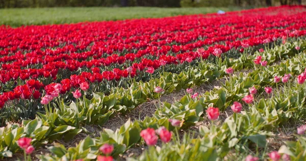 Tulipas vermelhas florescendo em flores Plantation Farm — Fotografia de Stock