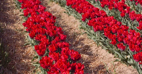 Kvetoucí červené tulipány na květinové farmě — Stock fotografie