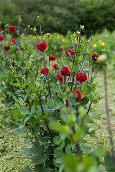 Červená dahlia květina v zahradě — Stock fotografie