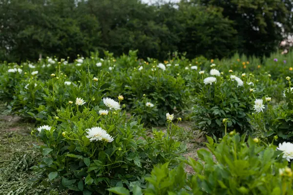 Fleur blanche de dahlia dans le jardin — Photo