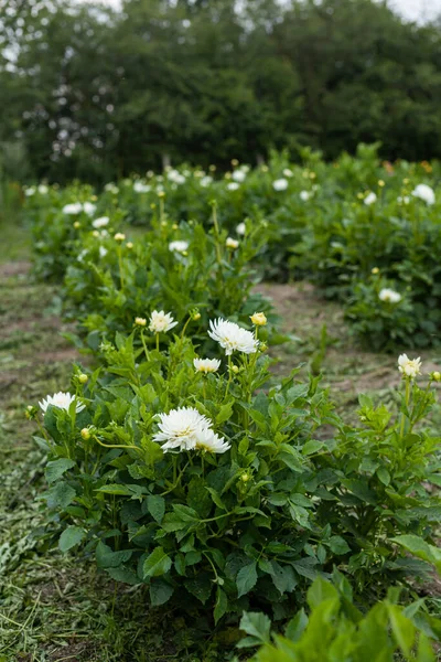 Witte Dahlia bloem in de tuin — Stockfoto