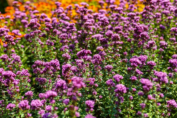 Κλείστε Violet Garden Λουλούδια — Φωτογραφία Αρχείου