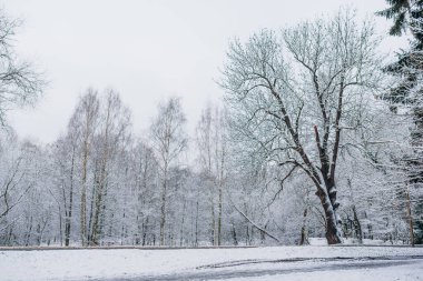 Kış manzarası. Kışın karla kaplı ağaç.