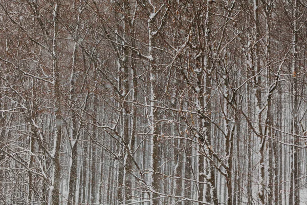 Wald bei Schneesturm im Winter — Stockfoto