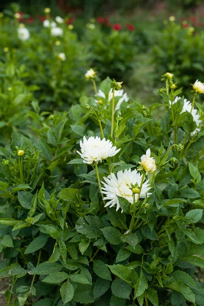 Flor branca de Dahlia no jardim — Fotografia de Stock