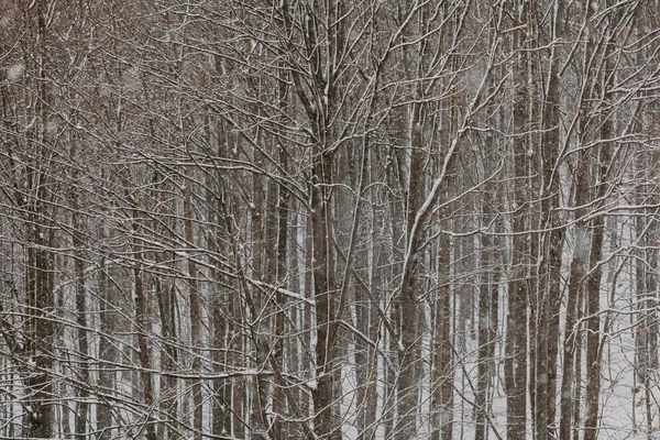 Floresta durante a tempestade de neve no inverno — Fotografia de Stock