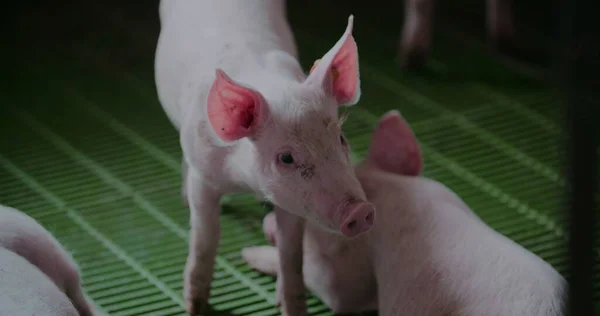 Porcos na quinta de gado. Produção de Porco, Pecuária, Suíno. — Fotografia de Stock