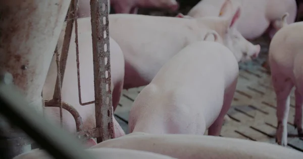 가축 농장의 돼지들. Pork Production, Livtants, Swine. — 스톡 사진