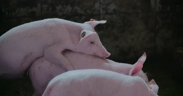 Porcos na quinta de gado. Produção de Porco, Pecuária, Suíno. — Fotografia de Stock