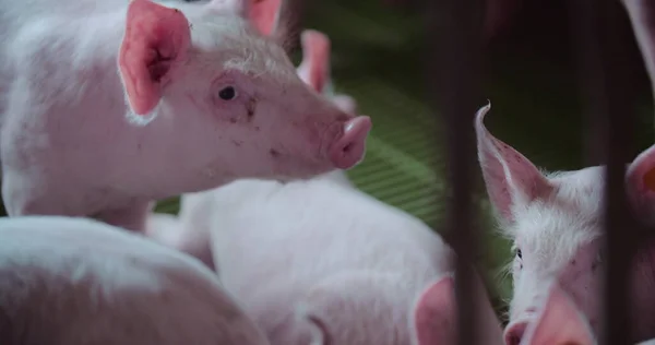 Pigs at Livestock farm. Pork Production, Livestock, Swine. — Stock Photo, Image